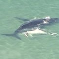 Banginio jauniklis išgelbėjo seklumoje įstrigusią savo mamą