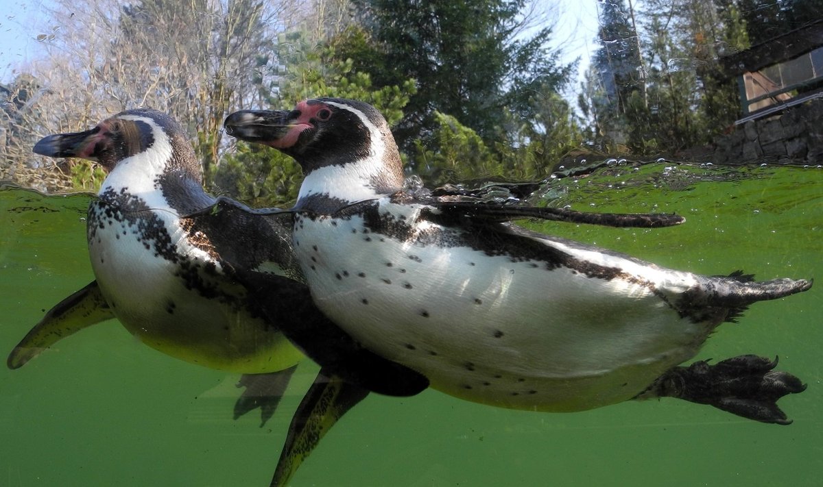 Du Humbltono pingvinai (asociatyvi nuotr.) 