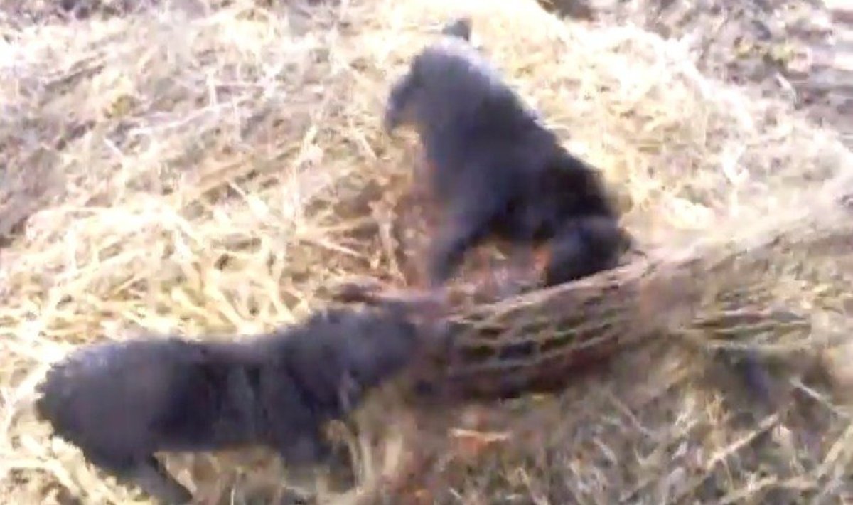 Medžiotojai leidžia šunims draskyti jau tinkle pagautą gyvūną