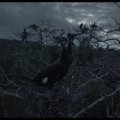Rugilės Barzdžiukaitės „Rūgštus miškas“ suošė Pietų Korėjoje