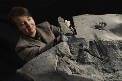 Škotijoje aptiko geriausiai išsilaikiusias pterozauro fosilijas.