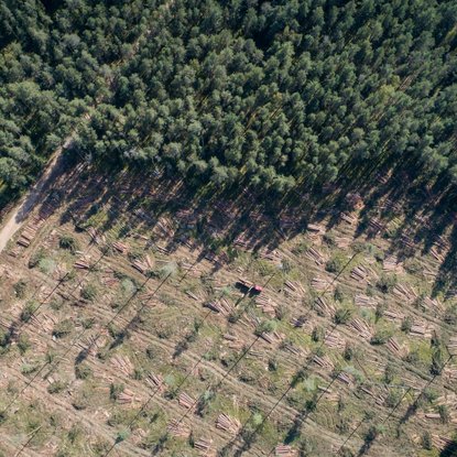 Nevyriausybininkai kviečia atsigręžti į miškų apsaugą: politikai privalo tai girdėti