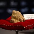 Baltasis triufelis aukcione Italijoje parduotas už 120 tūkst. eurų