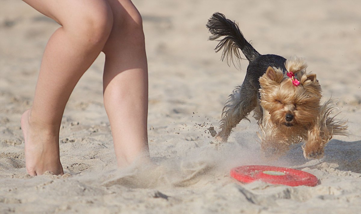 Į paplūdimius atsivesti šunų negalima