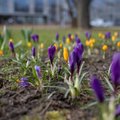 Весна в Вильнюсе: зацвели десятки тысяч крокусов