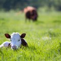 Pakeisti reikalavimai susietajai paramai už pienines karves gauti