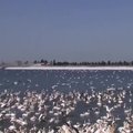 Migruojantys pelikanai kėsinasi skanauti Izraelio ūkininkų auginamos žuvies