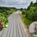 На строящемся участке Rail Baltica проектируют 19 зеленых мостов для безопасной миграции животных