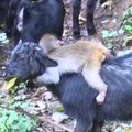 Beždžionėlė Kinijoje stebina aplinkinius keliaudama ant ožkos nugaros