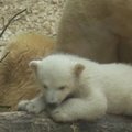 Vokietijoje baltojo lokio jauniklė Anori žavi zoologijos sodo lankytojus