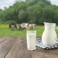 Pieno supirkimo kaina trečdaliu didesnė nei pernai