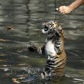 Vašingtono zoologijos sode Sumatros tigriukai įveikė pirmąjį plaukimo egzaminą