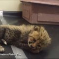 Motinos atstumta gepardo jaunikle rūpinasi zoologijos sodo darbuotojai