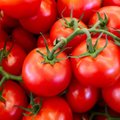 Pomidorai – tikras supermaistas: jei žinosite pagrindinę taisyklę, išsirinksite sveikatai pačius naudingiausius