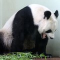Taipėjaus zoologijos sode panda prarijo švirkšto adatą
