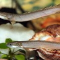 Evoliucija akies mirksniu: mokslininkai pripratino žuvis prie gyvenimo sausumoje