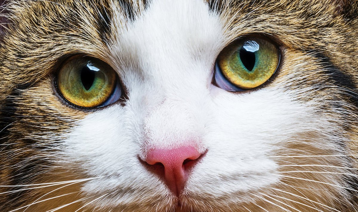Katės akys