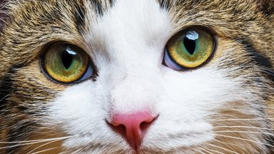 Mokslininkai atsakė, ar tikrai pavojinga ilgiau žiūrėti katei į akis