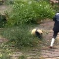 „Slaptas pandų gyvenimas“ (X): prižiūrėtojo kojų nepaleidžianti panda reikalauja daugiau dėmesio