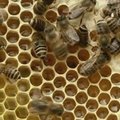 Japoniškos bitės nužudo užpuoliką suformavusios karštą kamuolį