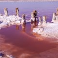 Rožinis ežeras Ukrainoje kasmet pritraukia tūkstančius lankytojų