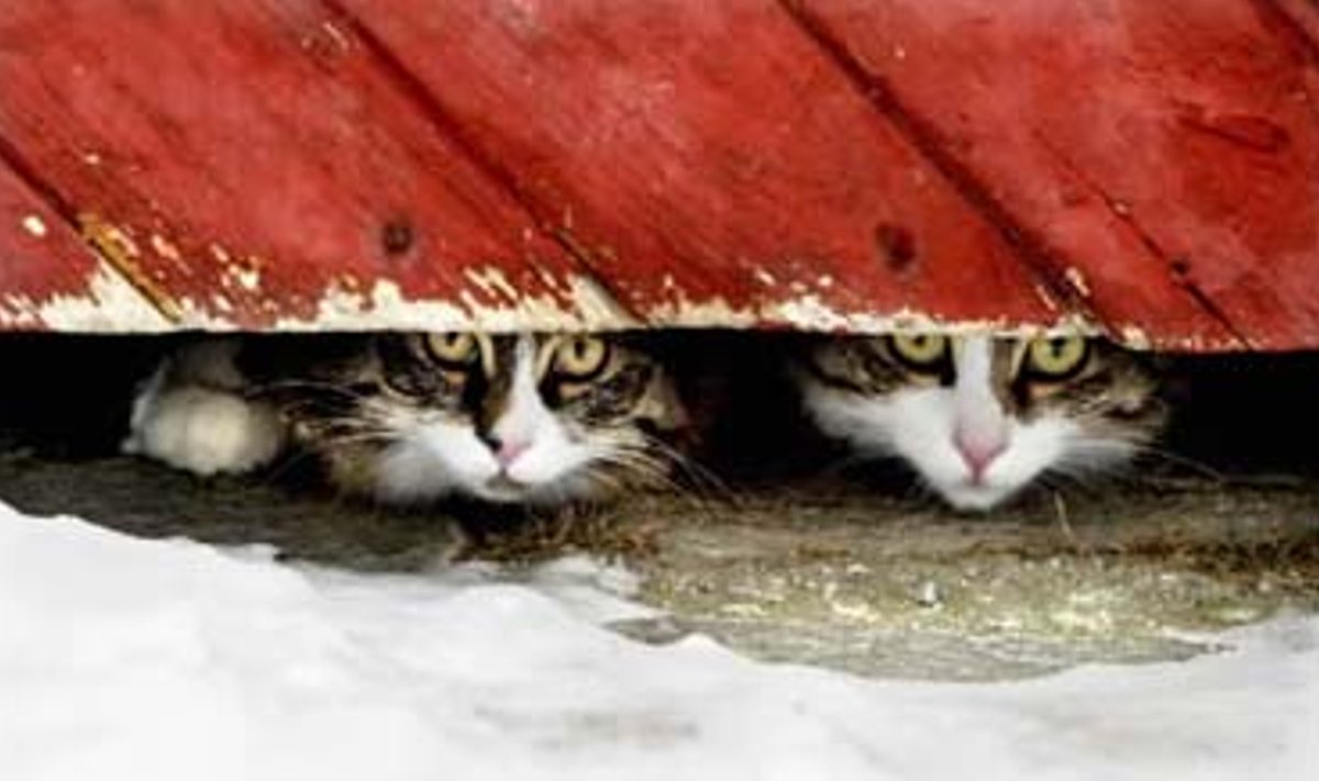 Roraso mieste dvi katytės žvelgia iš po vartų.  Norvegijos miestas Rorasas šiuo metu siekia tokio pat statuso, kokį turi miestas Drobakas - jis yra Kalėdų senelio miestas.
