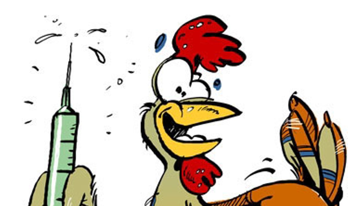 Vištos skiepijamos nuo paukščių gripo - karikatūra