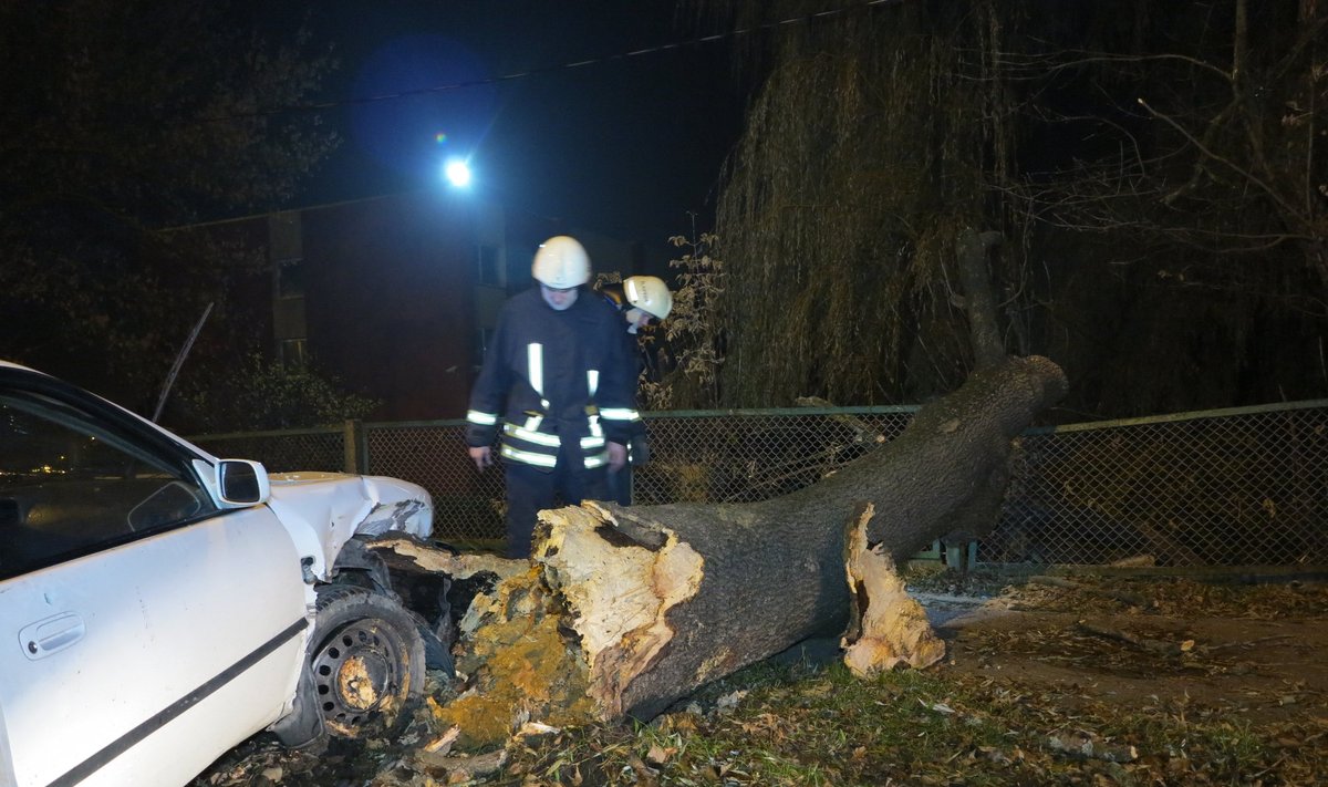 Klaipėdos Panevėžio g. vairuotojas atsitrenkė į medį