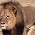 Per incidentą liūtas sužalojo žmogų ir buvo nušautas