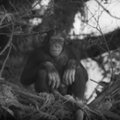 Nugaišo 80-metė šimpanzė, vaidinusi filmuose apie Tarzaną