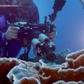 Prie Taičio krantų mokslininkai aptiko iki šiol nežinomą koralinį rifą