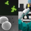 Po eksperimento laboratorijoje – svarbus proveržis: mokslininkai rado būdą, kaip įveikti milijonus gyvybių kasmet nusinešančias bakterijas