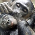 Mažosios šimpanzės viena kitą guodžia apkabinimais ir seksu, bet vengia bučinių