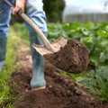Sodo ir daržo darbai artėjant rudeniui: specialistų patarimai, ką sėti, tręšti ir kokių darbų imtis