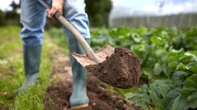 Sodo ir daržo darbai artėjant rudeniui: specialistų patarimai, ką sėti, tręšti ir kokių darbų imtis