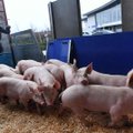 Sausį–spalį Lietuvoje didėjo kiaulių skerdimo apimtys ir supirkimo kainos