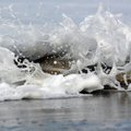 Mokslininkai planuoja nužudyti nykstančius jūrų vėžlius