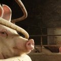 Kiek paramos galima gauti, jei vietoj kiaulių auginsi kitus gyvūnus