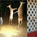 Internautai dalijasi sunkiai paaiškinamomis gyvūnų nuotraukomis: jose nėra nė lašo „fotošopo“ ir... logikos