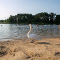 Запрещено купаться в одном из вильнюсских озер