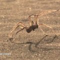 Unikalų gebėjimą turintis voras įkvėpė robotų kūrėjus