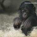 Šieną tvarkanti miela šimpanzė tapo interneto sensacija