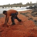 Čilės pakrantę nuklojo tūkstančiai žuvusių vėžiagyvių kūnų