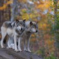 Vaizdo įraše užfiksuota vilkų šeima: kaip pasikeitė šių gyvūnų elgsena