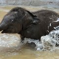 Melburno zoologijos sodo lankytojus džiugino besimaudantis drambliukas