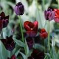 Žiupsnelis dramatizmo: juodos gėlės, paversiančios jūsų sodą išskirtiniu