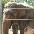 Vašingtono zoologijos sode dramblė lankytojus žavi muzikiniu talentu