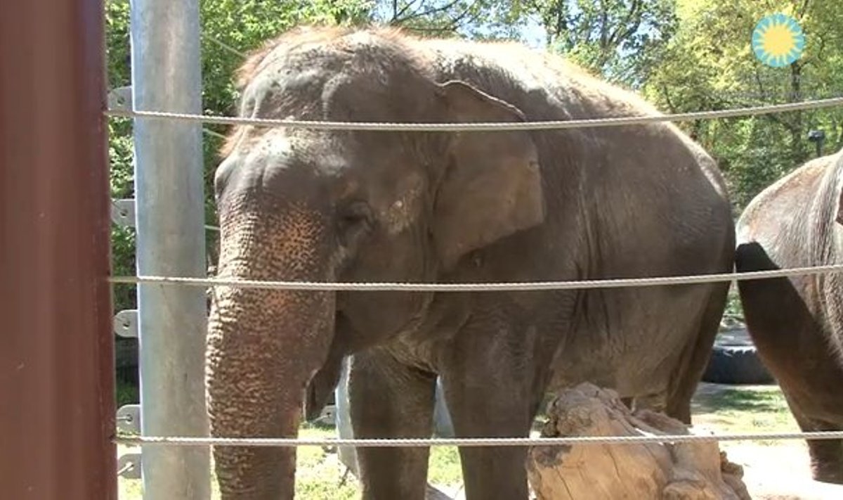 36-erių Shanthi mėgsta sukelti įvairius garsus - tai pastebėjo zoologijos sodo prižiūrėtojai