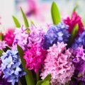 Kaip gelbėti gėlių gumbus ir kodėl hiacintui reikia „kepurės“