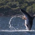 Aštuonkojis – raitomis ant delfino genitalijų
